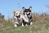 CORGI PEMBROKE 024